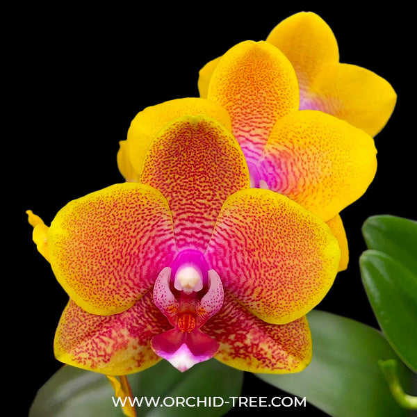 Phalaenopsis Sogo Lawrence - FF