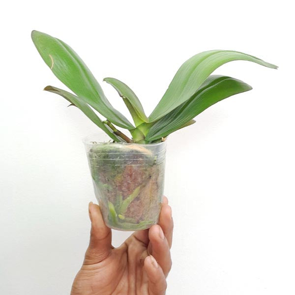 Phalaenopsis Sogo Lawrence - FF