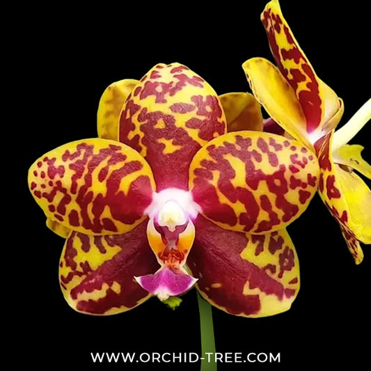 Phalaenopsis Sogo Pony Orchid Plant - BS