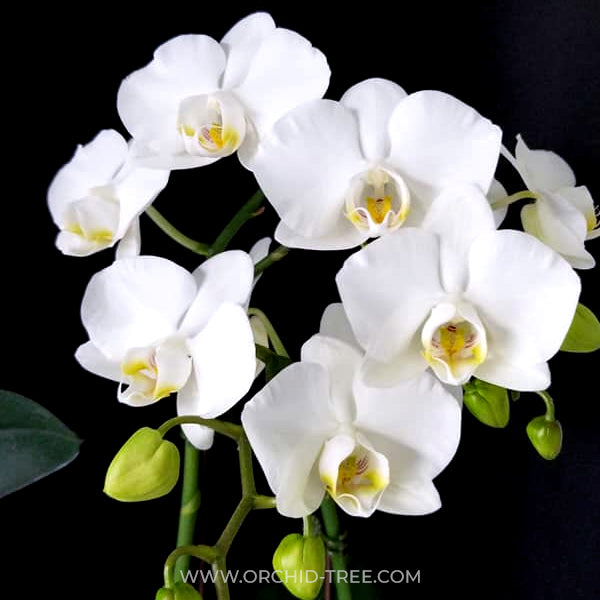 Phalaenopsis Sogo Watch Orchid Plant - BS