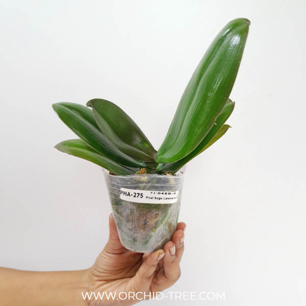 Phalaenopsis Sogo Lawrence Orchid Plant - BS