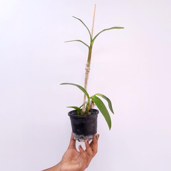 Dendrobium Sonia Orchid Plant - FF