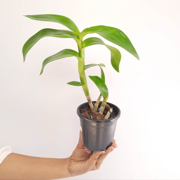 Dendrobium Sonia Orchid Plant - MS