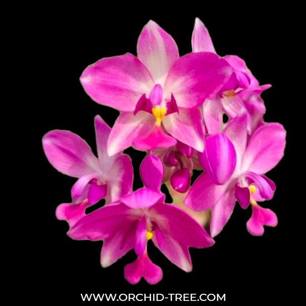 Spathoglottis Purple Sky - BS