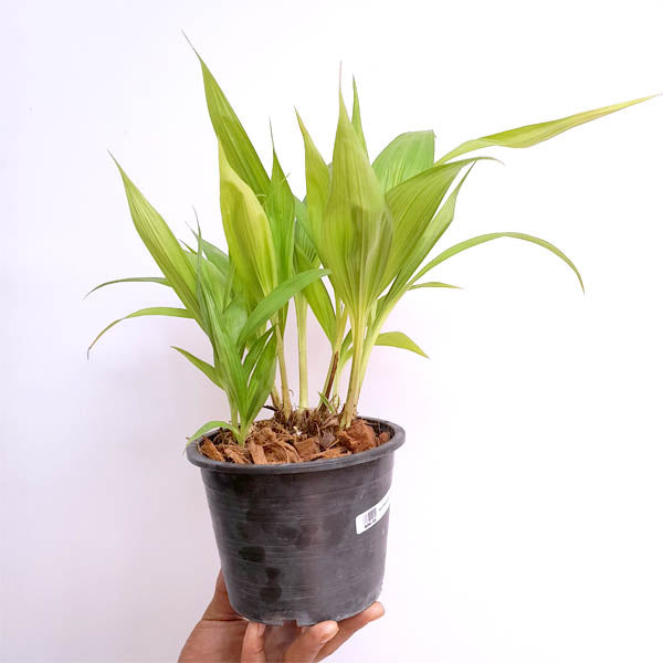 Spathoglottis White - BS