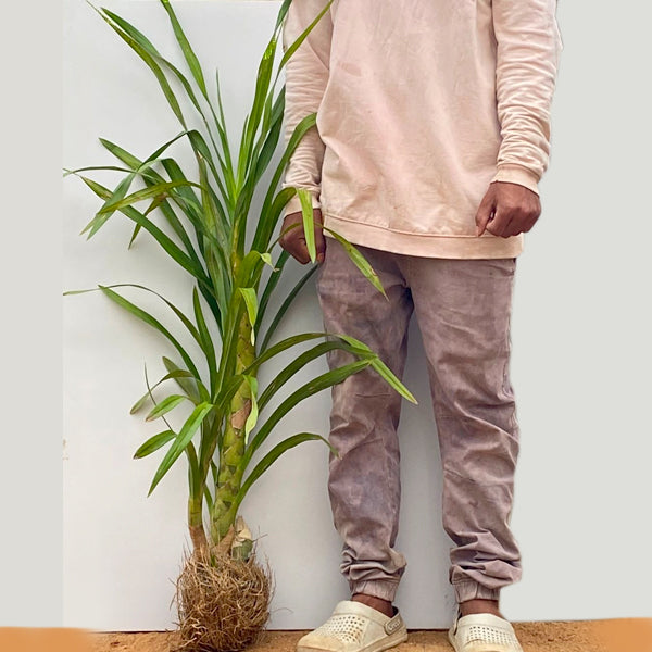 Grammatophyllum speciosum var flava - BS - Buy Orchids Plants Online by Orchid-Tree.com
