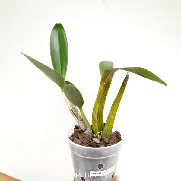Dendrobium speciosum sp. | Australian Dendrobium - BS
