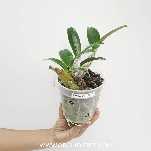 Dendrobium speciosum sp. Orchid Plant | Australian Dendrobium - BS