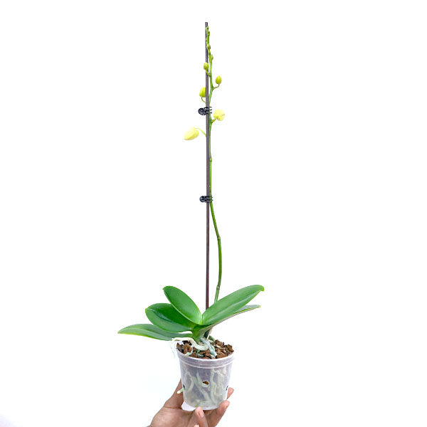 Phalaenopsis Speechless Elegance - BS