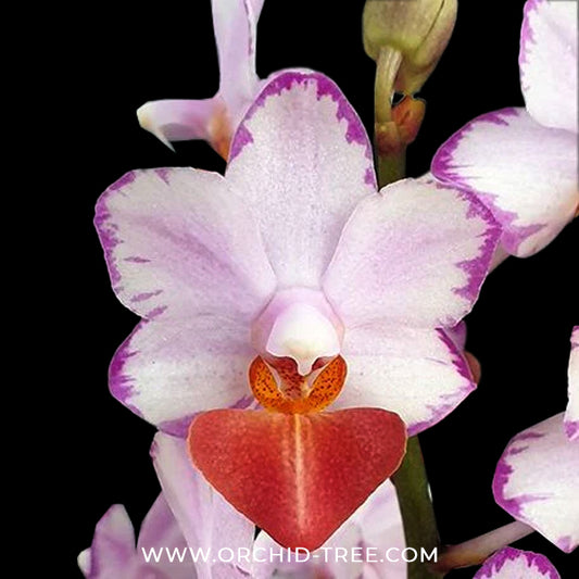 Phalaenopsis Liu's Triprince 'Splash' SM/Toga Orchid Plant - BS