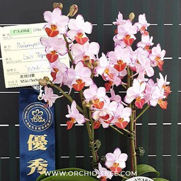 Phalaenopsis Liu's Triprince 'Splash' SM/Toga Orchid Plant - BS