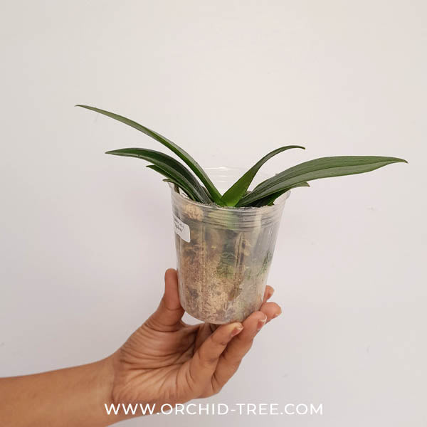 Phalaenopsis Liu's Triprince 'Splash' SM/Toga Orchid Plant - BS