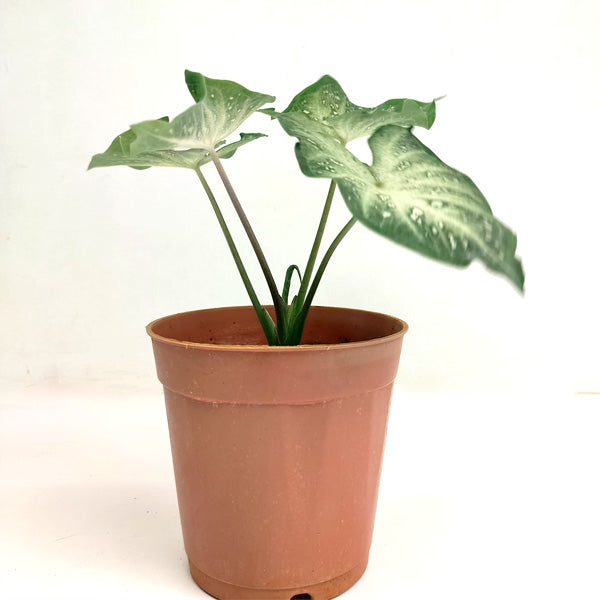 Caladium
