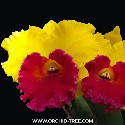 Cattleya Louis Stevenson 'STK's Delight' Orchid Plant - BS