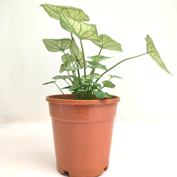 Caladium