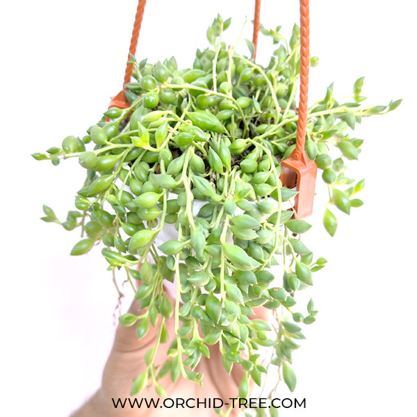 String of Tears | Indoor / Outdoor Plant