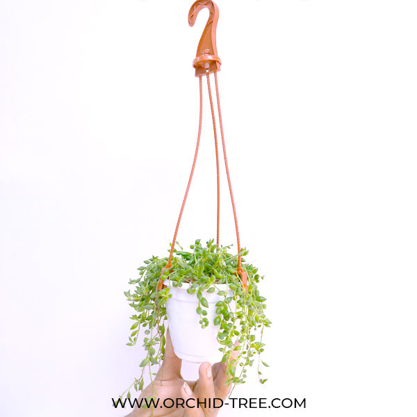 String of Tears | Indoor / Outdoor Plant