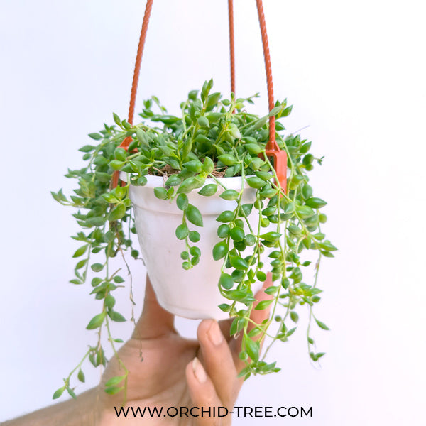 String of Tears | Indoor / Outdoor Plant