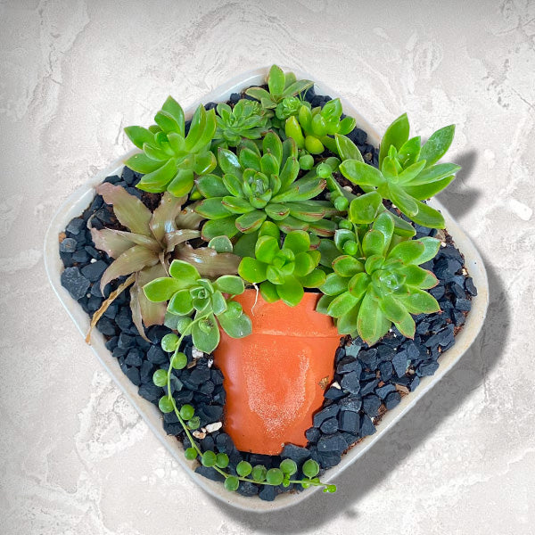 Succulent Symphony | Arrangement in Ceramic Planter