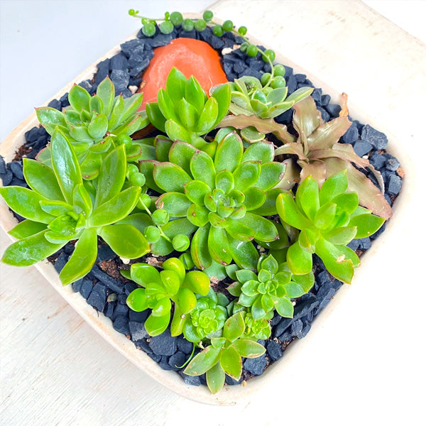 Succulent Symphony | Arrangement in Ceramic Planter