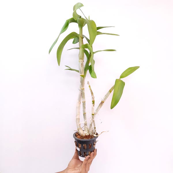 Dendrobium Sugar Pink Orchid Plant - FF