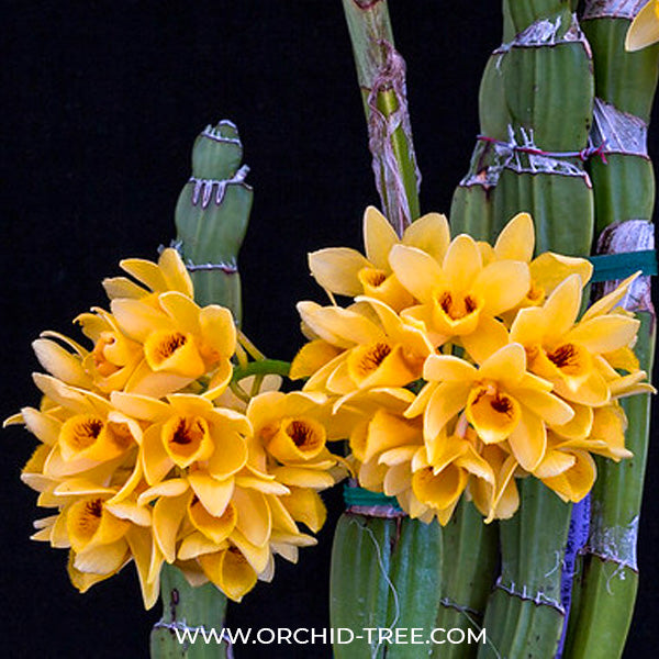 Dendrobium sulcatum sp. - BS