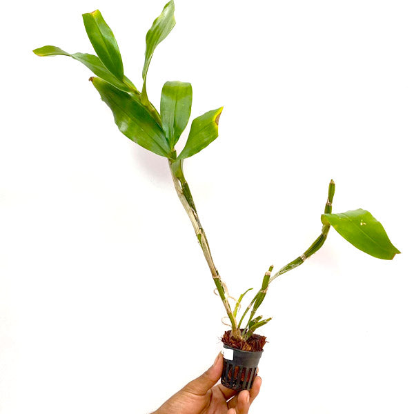Dendrobium sulcatum sp. - BS