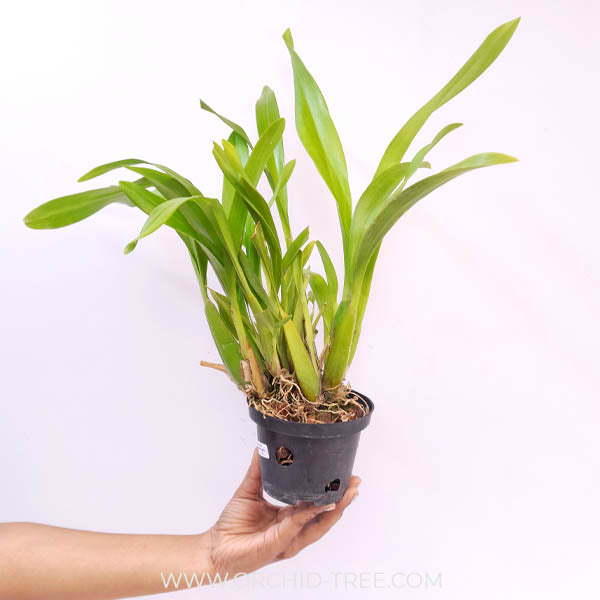 Oncidium (Alcra) Sunday's Best Muffin Orchid plant - BS