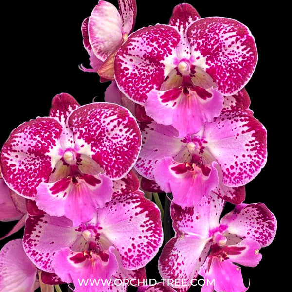 Phalaenopsis Super Star - FF