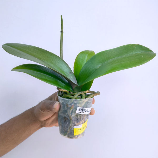 Phalaenopsis Super Star - FF