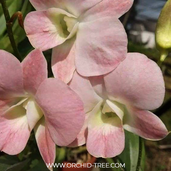 Dendrobium Suree Peach Orchid Plant - BS