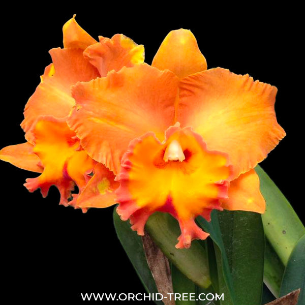 Cattleya (Rlc.) Suvarnabhumi Delight 'Apricot' - BS