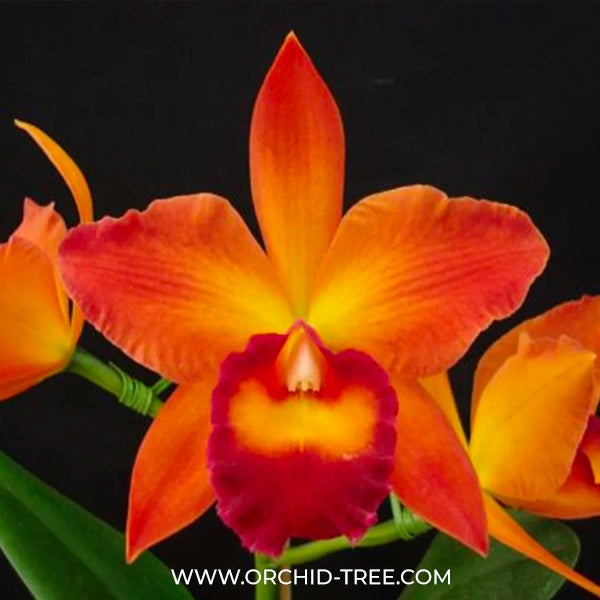 Cattleya Pot. Chief Sweet Orange 'Sweet Orange'- BS