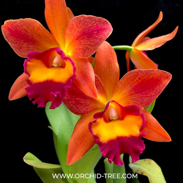 Cattleya Pot. Chief Sweet Orange 'Sweet Orange'- BS