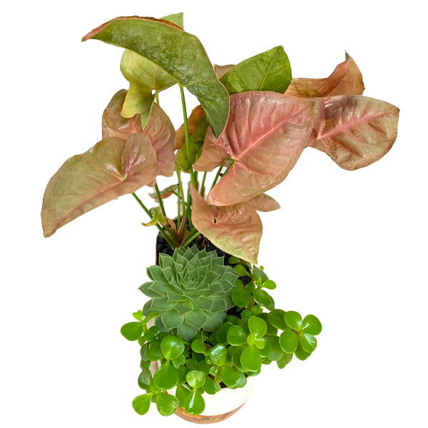 Syngonium Succulent Showstopper | Arrangement in Ceramic Planter