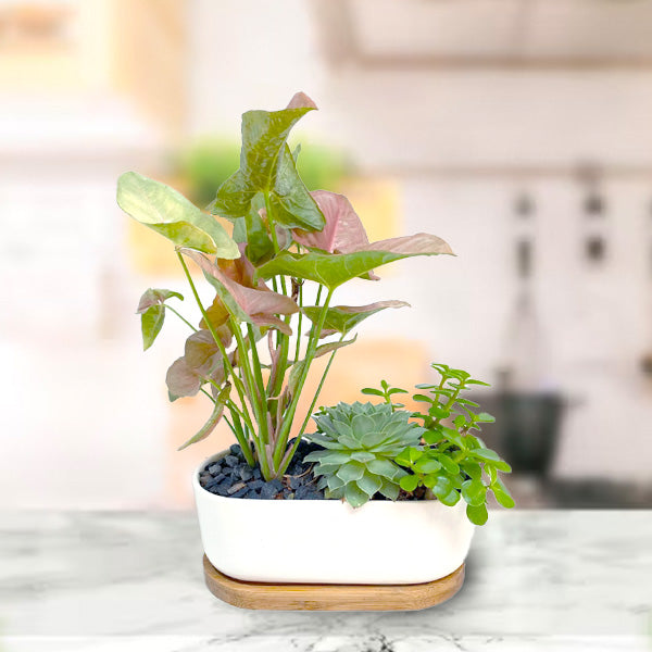 Syngonium Succulent Showstopper | Arrangement in Ceramic Planter