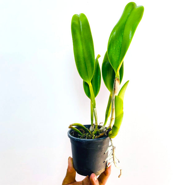 Cattleya Tainan Gold - BS