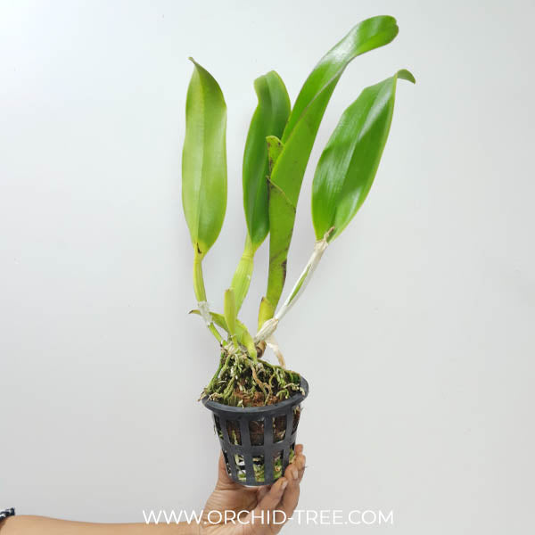 Cattleya (Rlc.) Chao Praya Gold Orchid Plant - BS