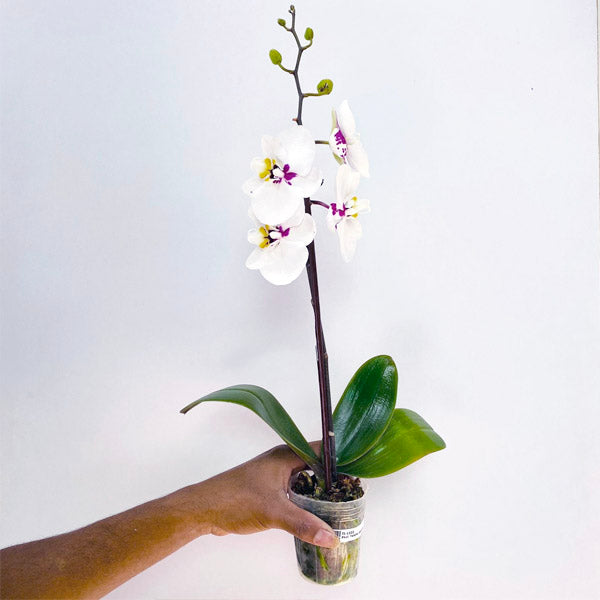 Phalaenopsis Taisho Islands - BS