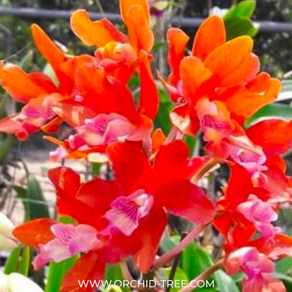 Cattleya Taiwan Firecracker 'Popcorn' Orchid Plant - BS - Buy Orchids Plants Online by Orchid-Tree.com