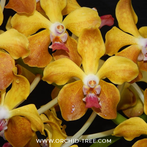 Vanda M.V. Tannins AM/AOS Orchid Plant - FF