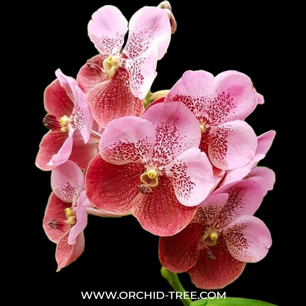 Vanda Taweesuksa x Vivian Sankampang - FF