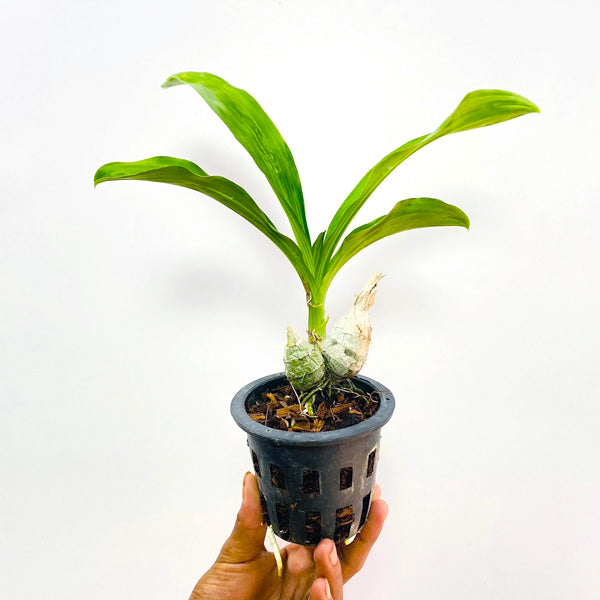 Catasetum tenebrosum sp. - BS