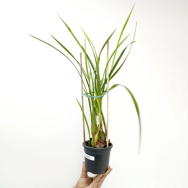 Maxillaria tenufolia sp. Orchid Plant - BS