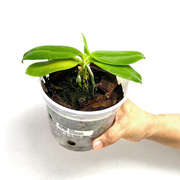 Phalaenopsis tetraspis Blue sp. - FF