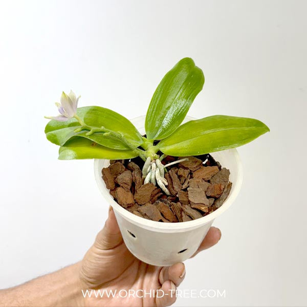 Phalaenopsis tetraspis Blue sp. Orchid Plant - FF