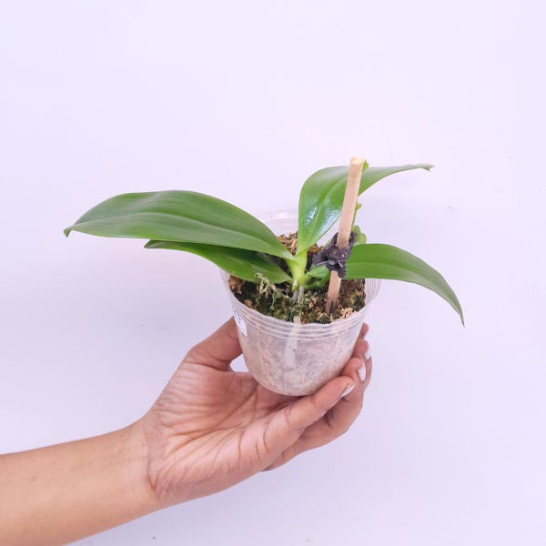 Phalaenopsis tetraspis 'C2' sp. Orchid Plant - FF