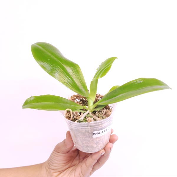 Phalaenopsis tetraspis 'C2' sp. Orchid Plant - FF