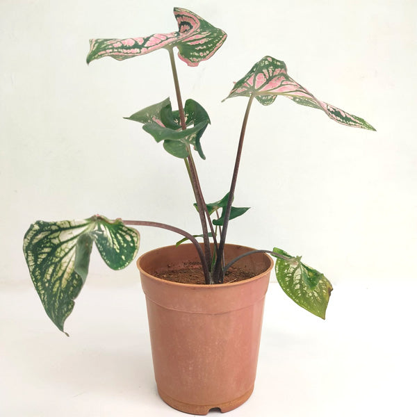 Caladium