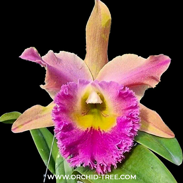 Cattleya (Rlc.) Thamai Glory - BS
